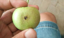 苹果怎么套袋视频